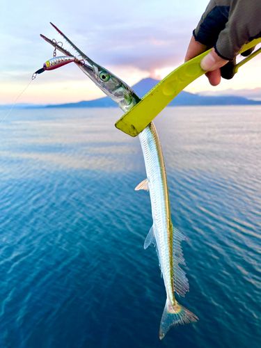 ダツの釣果