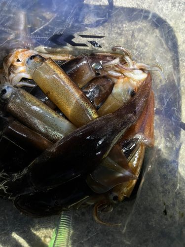 スルメイカの釣果