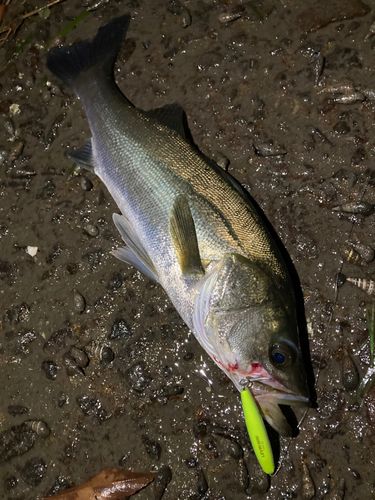 シーバスの釣果