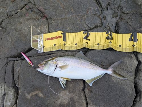 ショゴの釣果