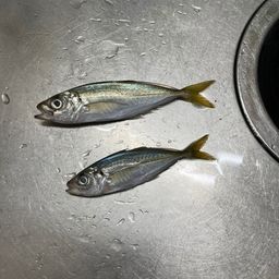 アジ