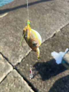 フグの釣果