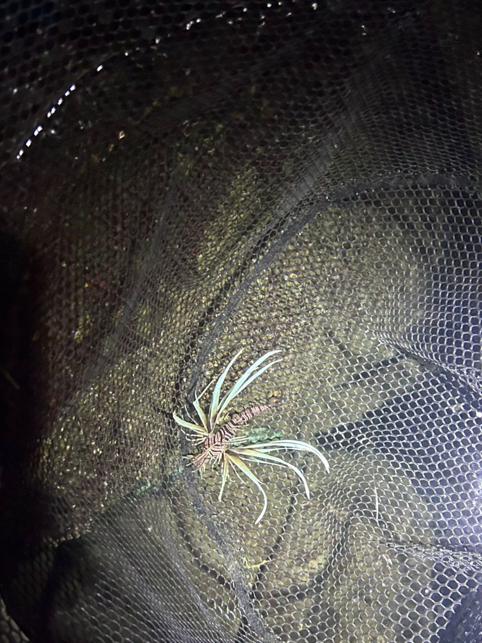 ハナミノカサゴ