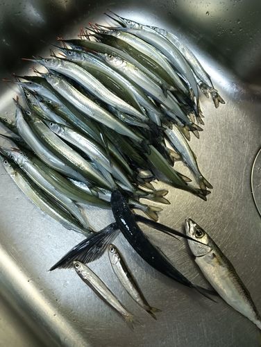 サヨリの釣果