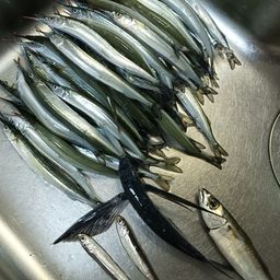 サヨリ