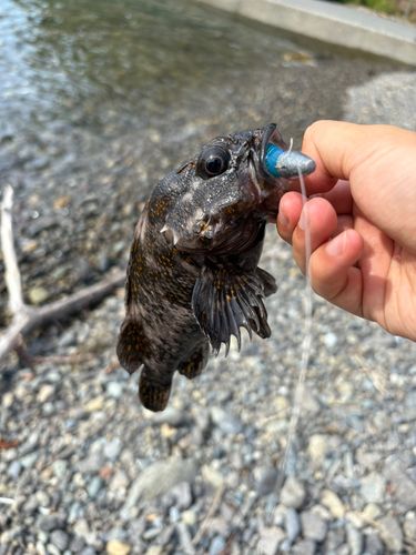 オウゴンムラソイの釣果