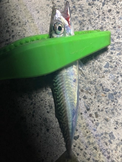 サバの釣果