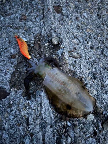 ケンサキイカの釣果