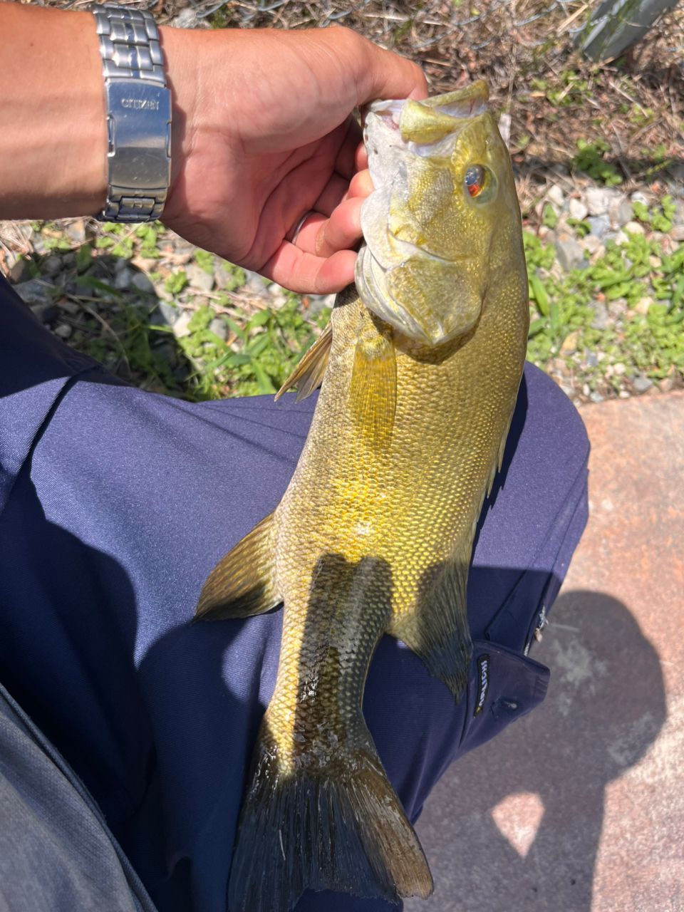 スモールマウスバス