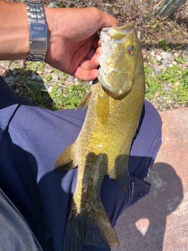 スモールマウスバスの釣果