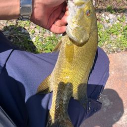 スモールマウスバス