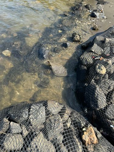 ツバクロエイの釣果