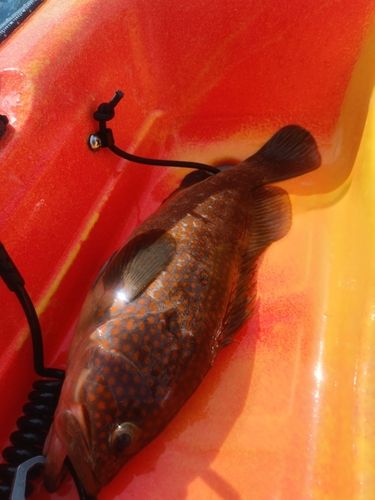アコウの釣果