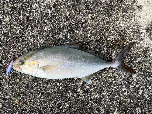 ショゴの釣果