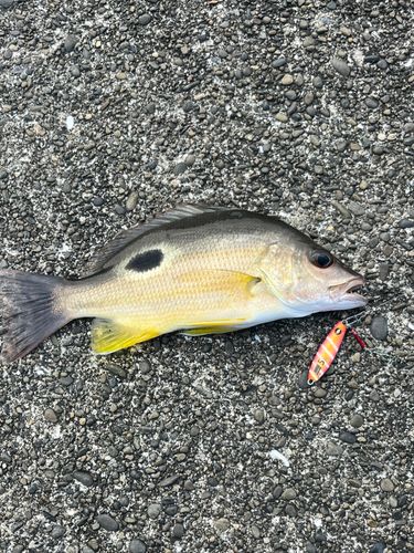 クロホシフエダイの釣果