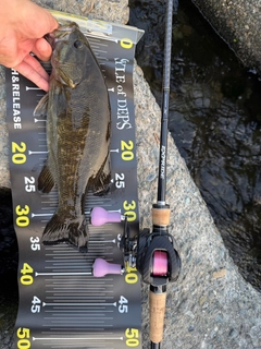 スモールマウスバスの釣果