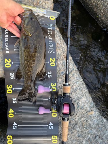 スモールマウスバスの釣果