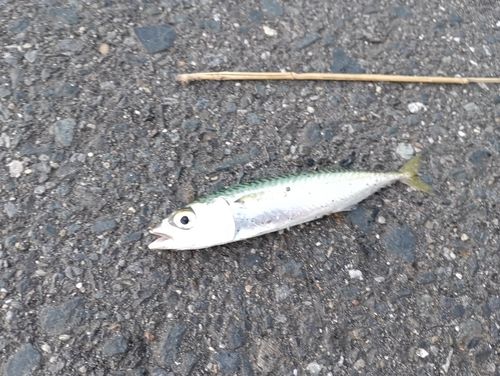 サバの釣果