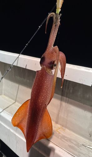 ヤリイカの釣果