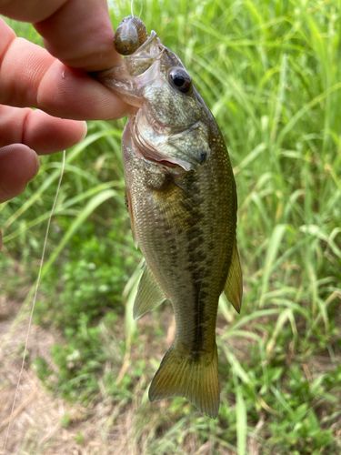 ラージマウスバスの釣果