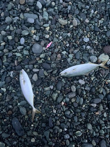 ワカシの釣果