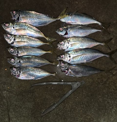 タチウオの釣果