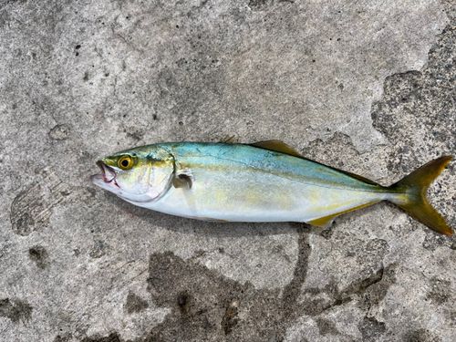 フクラギの釣果