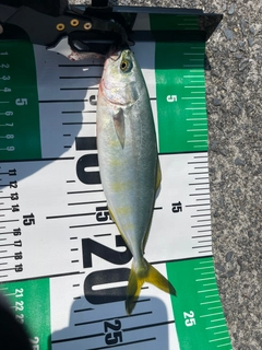ワカシの釣果