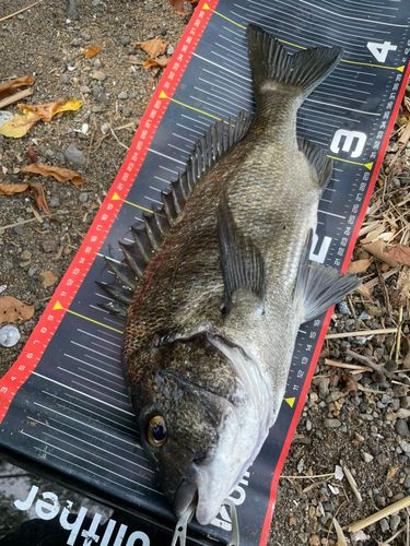 チヌの釣果