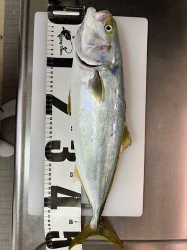 イナダの釣果