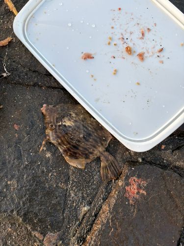 カワハギの釣果