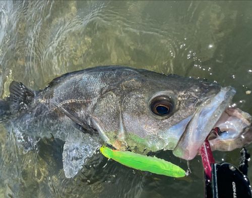 シーバスの釣果
