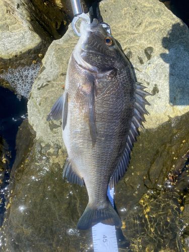 チヌの釣果