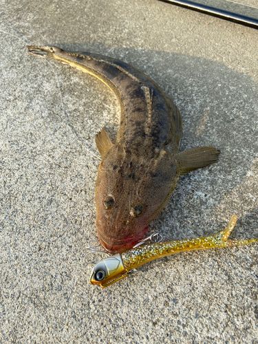 マゴチの釣果