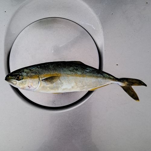 ワカシの釣果