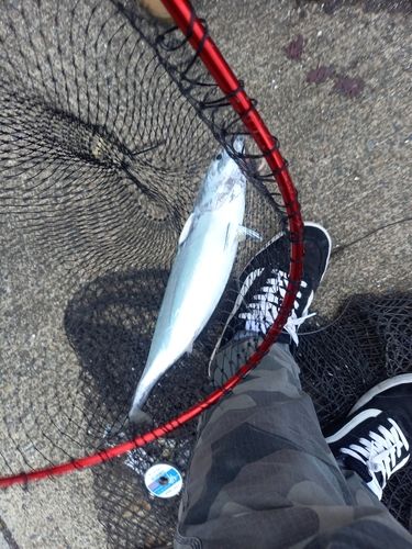 ヒラソウダの釣果