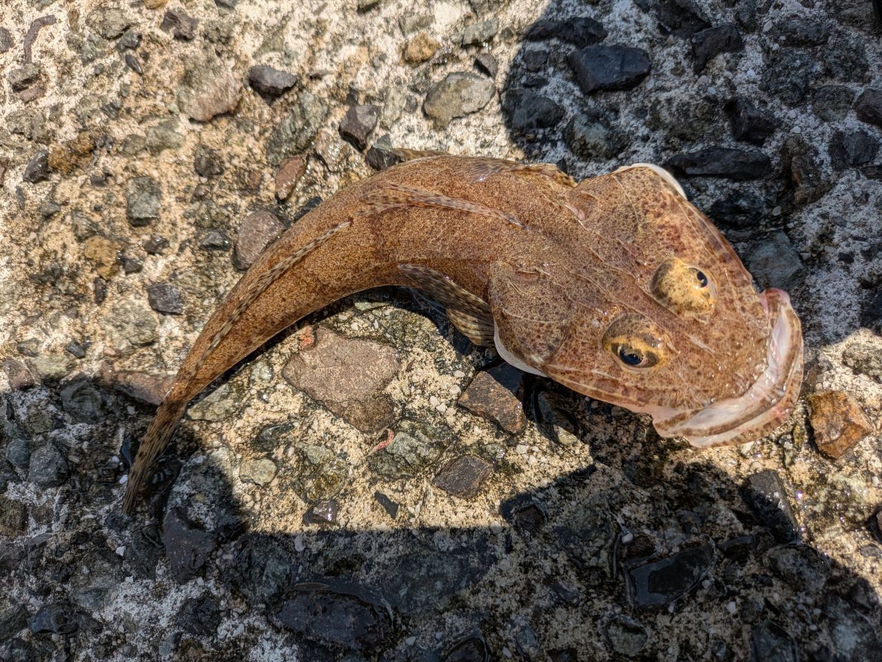 ハタ