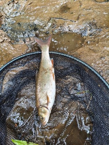 ウグイの釣果