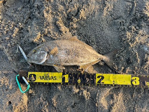 ショゴの釣果