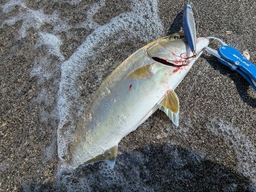 ネリゴの釣果