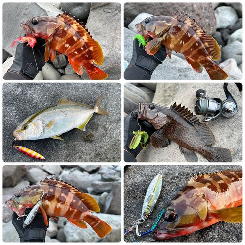 ショゴの釣果