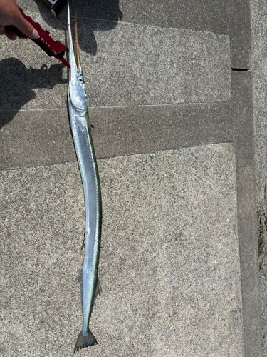 ダツの釣果