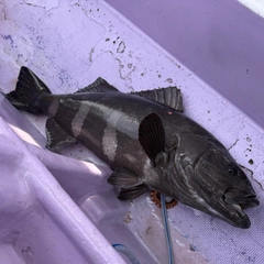 アブラボウズの釣果