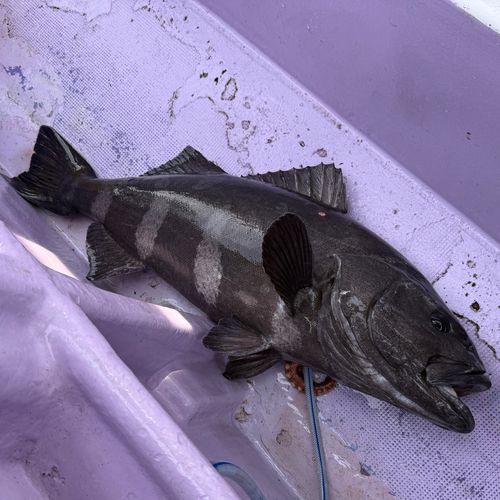アブラボウズの釣果