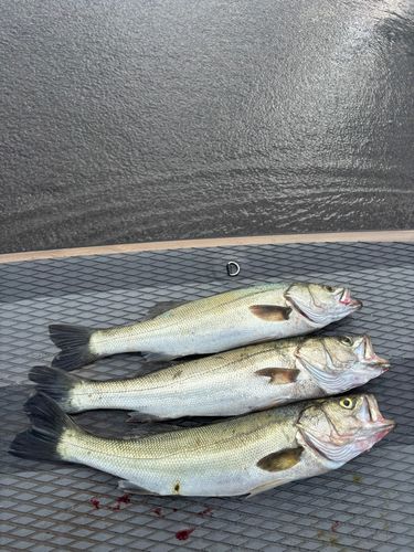 シーバスの釣果