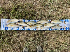 ショゴの釣果