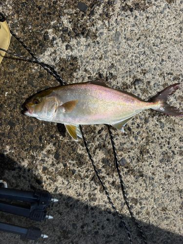カンパチの釣果