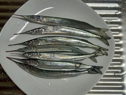 サヨリの釣果