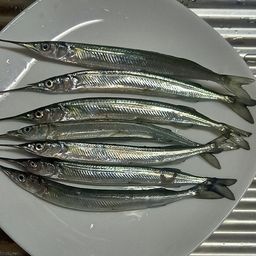 サヨリ