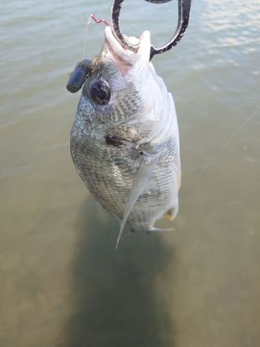 キビレの釣果